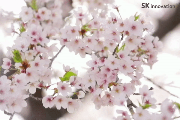 SK_벚꽃동산01