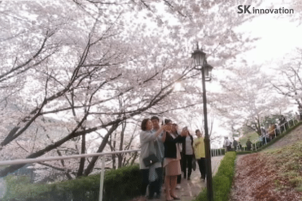 SK_벚꽃동산02