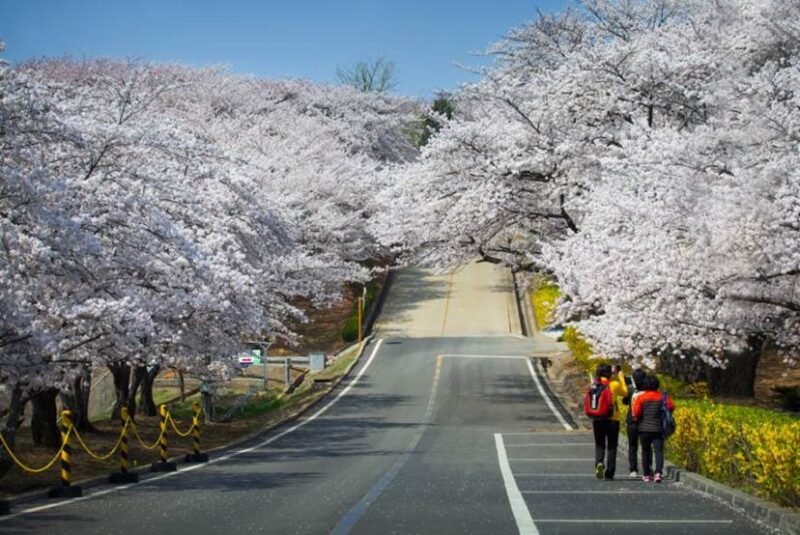 SK인천석유화학 벚꽃동산, 5년만에 개방